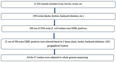 Frontiers Faecal Carriage Of ESBL Producing And Colistin Resistant   1035145 Thumb 400 